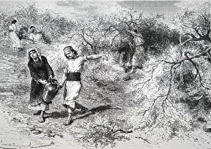 Collect: An engraving depicting the process of making turpentine