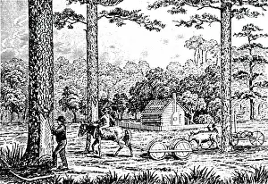 Distilled: An engraving depicting the process of making turpentine