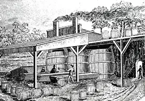Collected: An engraving depicting the process of making turpentine