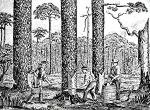 Collected: An engraving depicting the process of making turpentine
