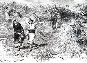 Collect: An engraving depicting the process of making turpentine