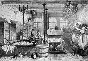 Tanning: Engraving depicting the process of tanning goatskins
