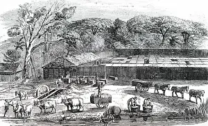 Durban: An engraving depicting the production of arrowroot