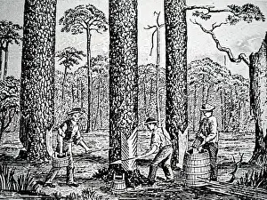 Resin: An engraving depicting the production of turpentine