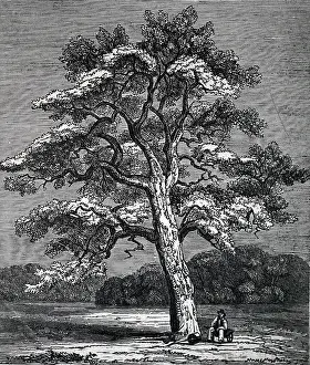 Evergreen: An engraving depicting a Quercus Suber