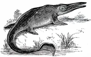 Palaeontology: An engraving depicting a reconstructed Ichthyosaurus