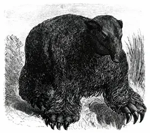 Periods: An engraving depicting a reconstructed Megatherium