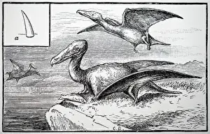 Tooth: An engraving depicting the reconstruction of the