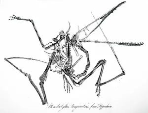 Plesiosaurus: An engraving depicting the reconstruction of a Plesiosaurus