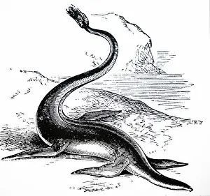 Plesiosaurus: An engraving depicting the reconstruction of a Plesiosaurus
