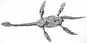 Plesiosaurus: An engraving depicting the reconstruction of a Plesiosaurus