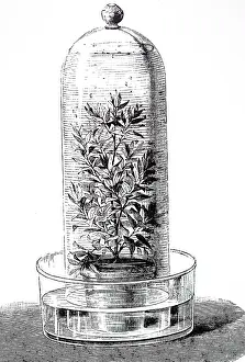 Oxygen: An engraving depicting Respiration of plants: