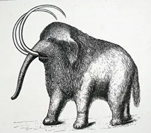 Exhibit: An engraving depicting a restored mammoth