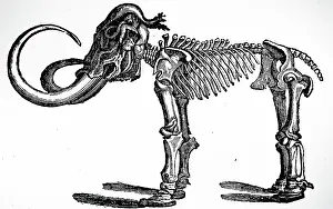 Exhibit: An engraving depicting a restored mammoth skeleton