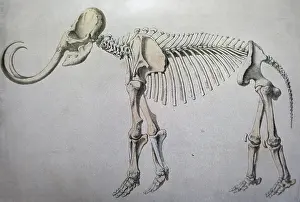 Exhibit: An engraving depicting a restored mammoth skeleton