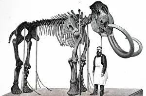 Exhibit: An engraving depicting a restored mammoth skeleton