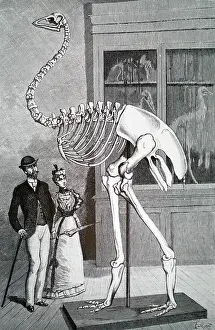 Exhibit: An engraving depicting the restored skeleton of an Aepyornis