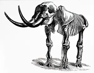 Exhibit: An engraving depicting the restored skeleton of a Mastodon