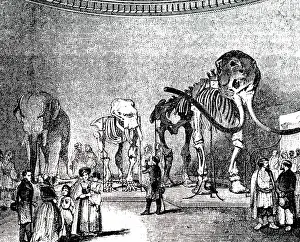 Exhibit: An engraving depicting restored skeletons of mammoths