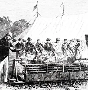 Roast: An engraving depicting the roasting of an ox at