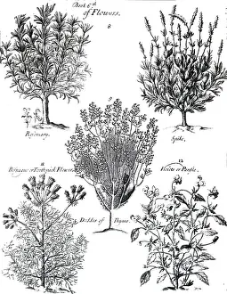 Culinary: An engraving depicting ROSEMARY: Perfume: Culinary