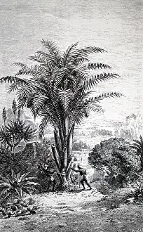 Sago: An engraving depicting a Sago palm
