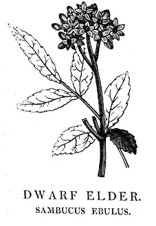 1810: An engraving depicting SAMBUCUS EBULUS: Dwarf