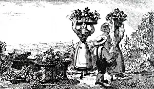 1843: An engraving depicting a scene in a French vineyard