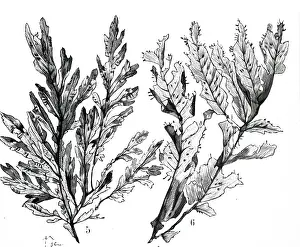 Seaweed: An engraving depicting Seaweed: