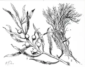 Seaweed: An engraving depicting Seaweed: