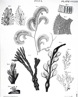 Knotted: An engraving depicting Seaweeds