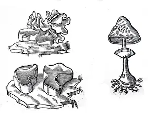 1640: An engraving depicting a selection of Peziza;