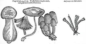1640: An engraving depicting a selection of poisonous