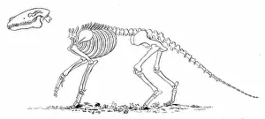 Commonly: An engraving depicting the skeleton of an Anoplotherium