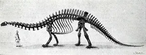 Palaeontology: An engraving depicting the skeleton of a Brontosaurus