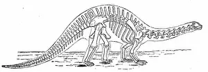 Palaeontology: An engraving depicting the skeleton of a Brontosaurus