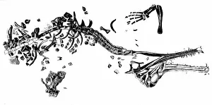 Palaeontology: An engraving depicting the skeleton of a crocodilus priscus