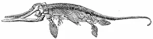 Palaeontology: An engraving depicting the skeleton of an Ichthyosaurus