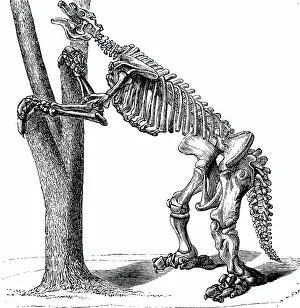 Periods: An engraving depicting the skeleton of a Megatherium