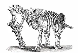 Periods: An engraving depicting the skeleton of a Megatherium