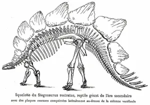 Palaeontology: An engraving depicting the skeleton of a stegosaurus