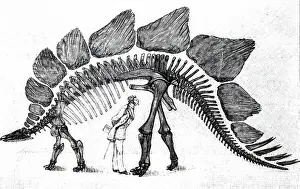 Stegosaurus: An engraving depicting the skeleton of a stegosaurus