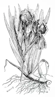 Medicines: An engraving depicting a specimen of Iris Florentina