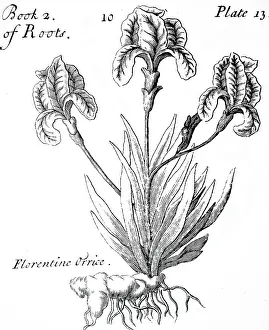 Medicines: An engraving depicting a specimen of Iris Florentina