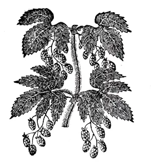 Hops: An engraving depicting a specimens of hops