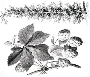 Hops: An engraving depicting a specimens of hops