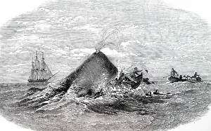 Whale: An engraving depicting a Sperm whale destroying