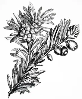 Sprig: An engraving depicting a sprig from a Yew tree