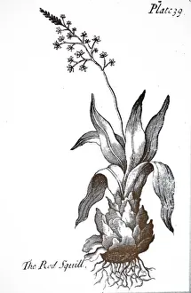 Bewick: An engraving depicting Squill