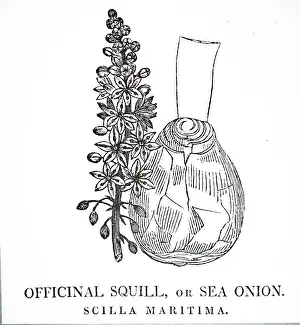 1810: An engraving depicting Squill